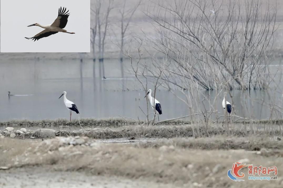 这个“鸟界国宝”，首次现身汉江湿地