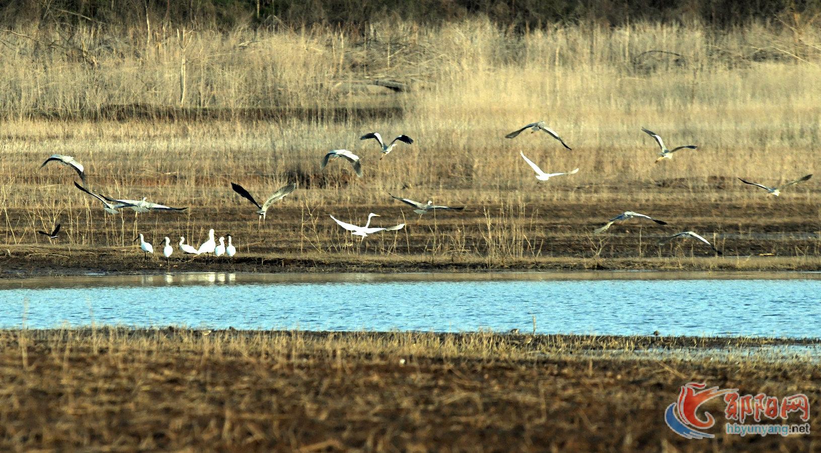 气温回暖 郧阳湖湿地公园成候鸟“打卡”地