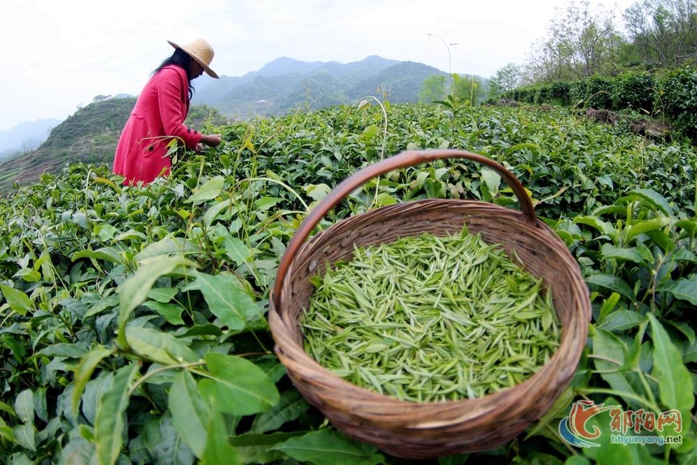 发展茶叶产业 助力乡村振兴